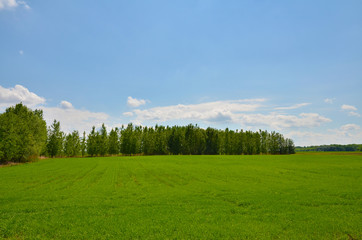 Field, Sky, Forest, Land