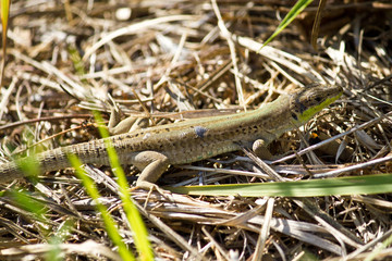 Balkan green lizard,  Lacerta trilineata
