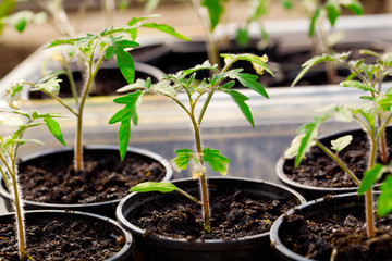 Seedlings of tomato on a white background