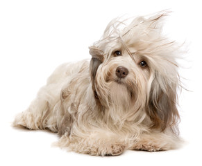 Cute lying chocolate Havanese dog in wind