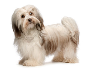 Beautiful standing chocolate Havanese dog