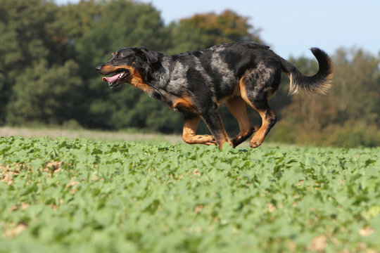 berger de Beauce aui galop - beauceron