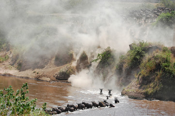 The great migration of wildebeest