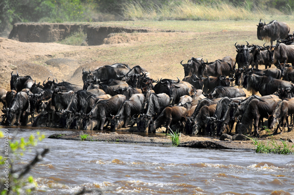 Poster the great migration of wildebeest