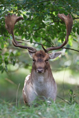 portrait of a fallow deer