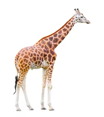 Papier Peint photo Girafe The giraffe (Giraffa camelopardalis)