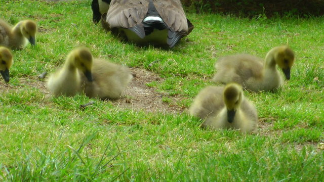 geese family