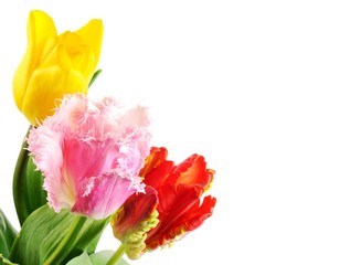 Beautiful tulips flowers