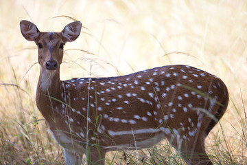 A spotted deer (Chital)