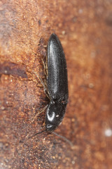 Click beetle, Ampedus nigrinus on wood, extreme close-up