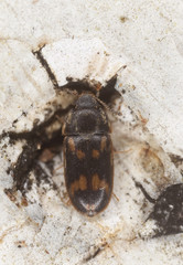 Litargus connexus on wood, extreme close-up