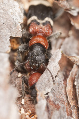 Mating ant beetles (Thanasimus formicarius) extreme close up