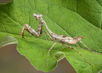 Budwing mantis on leaf
