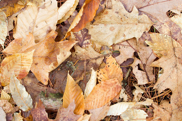 Leaves on the Ground