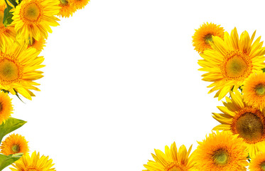 Naklejka premium sunflowers isolated on white