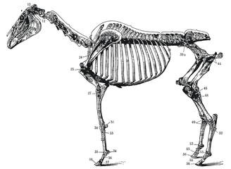 The skeleton of a horse