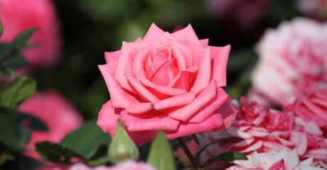rosa