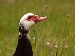 canard de profil, à bec rouge