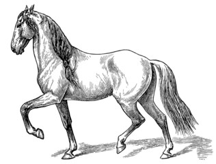 Obraz na płótnie Canvas The style walk a horse.