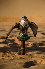 Poster Falconry in UAE © Stuart