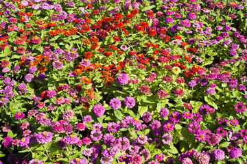 zinnia flowers field