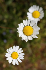 Fototapeta premium margherite