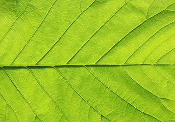 green leaf texture