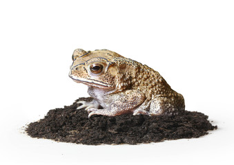 Toad Isolated