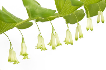 Echtes Salomonssiegel (Polygonatum odoratum)