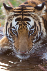 Bengal tiger drinking