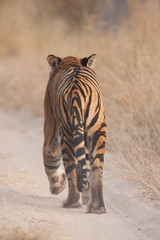 Bengal tiger walking away