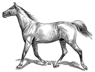 The style walk a horse. Trot (horse gait).