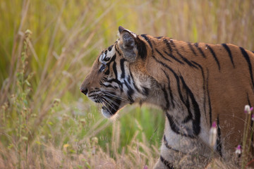 Fototapeta na wymiar Mężczyzna Tygrys bengalski