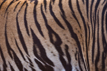 Fototapeta na wymiar Bengal tiger stripes wzór futra