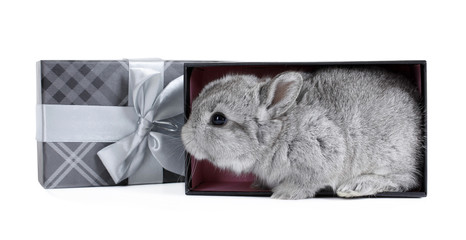 Gray rabbit bunny baby in lovely gift box
