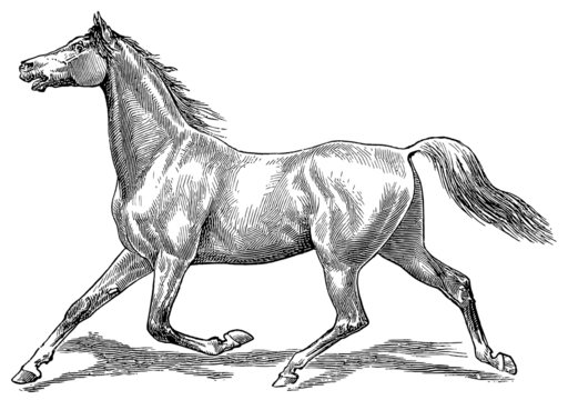 The style walk a horse. Trot (horse gait).