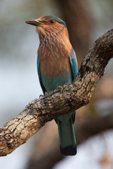 Indian Roller bird