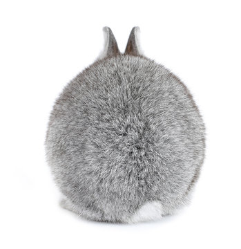 Gray rabbit bunny baby fur ball view from back