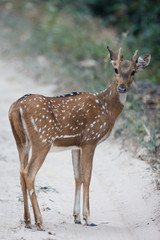 Spotted Deer