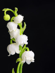 Lily of the Valley - 41283643