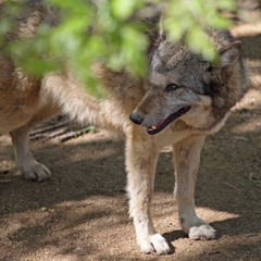 Gray wolf