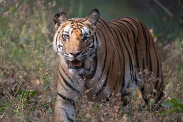 Fototapeta na wymiar Kobieta Tygrys bengalski walce z bliznami
