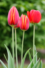 Red tulips