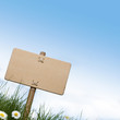blank wooden sign, grass and daisies flowers