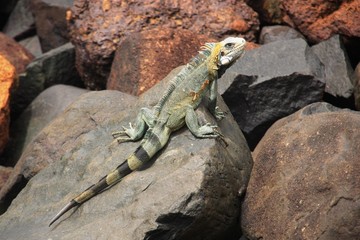 iguane au soleil