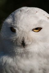 Beautiful Snowy Owl In Nature