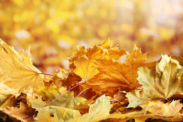 dry autumn maple leaves on yellow background