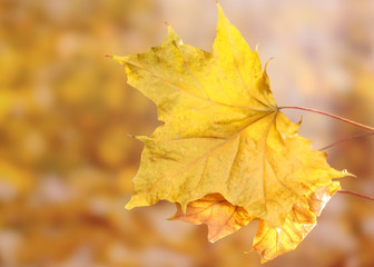 dry autumn maple leaves on yellow background