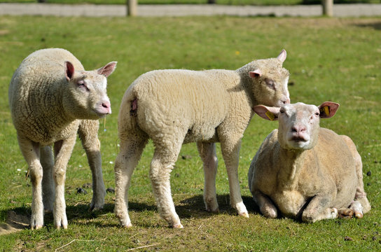 Sheep and two lambs (Ovis aries) on grass