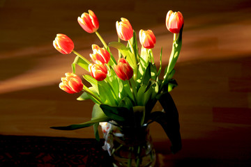 Tulips in a ray of sunlight